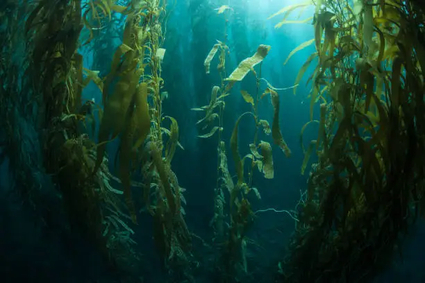 Forests of giant kelp, Macrocystis pyrifera, commonly grow in the cold waters along the coast of California. This marine algae reaches over 100 feet in height and provides habitat for many species.