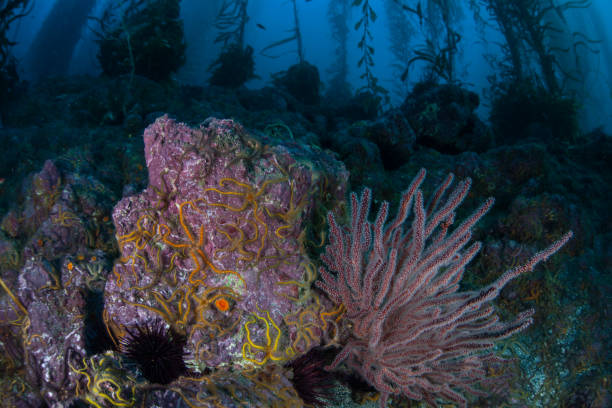 istock Brittle Stars and Coral in Kelp Forest 1222457670