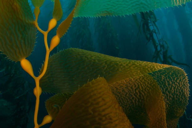 istock Giant Kelp Growing in California 1222457751