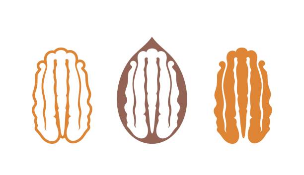 пекан орех логотип. изолированный орех пекан на белом фоне - pecan stock illustrations