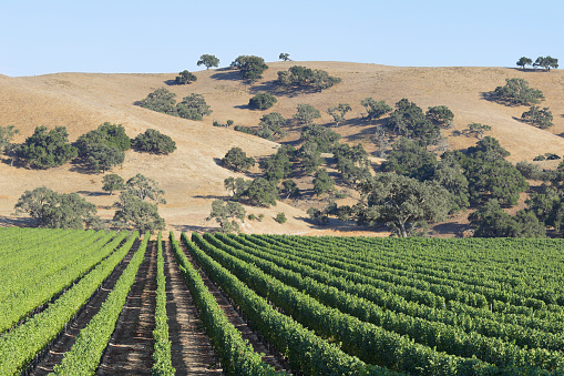 Vineyard landscape during summer (Santa Barbara county, California).