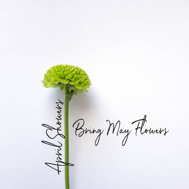 istock Green chrysanthemum on white background with copy 1222458834