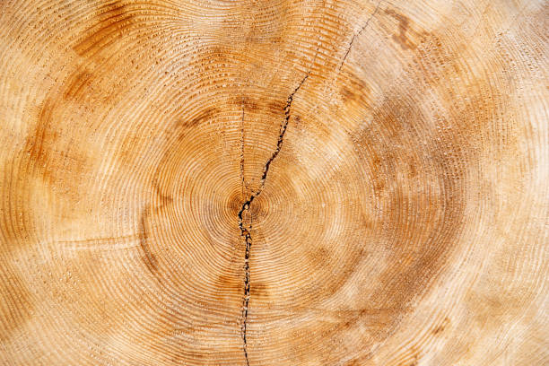 istock Annual rings of a big fir 1222458836