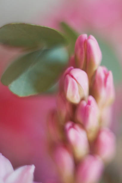 istock Beautiful pink hyacinth flower, close up. 1222459942