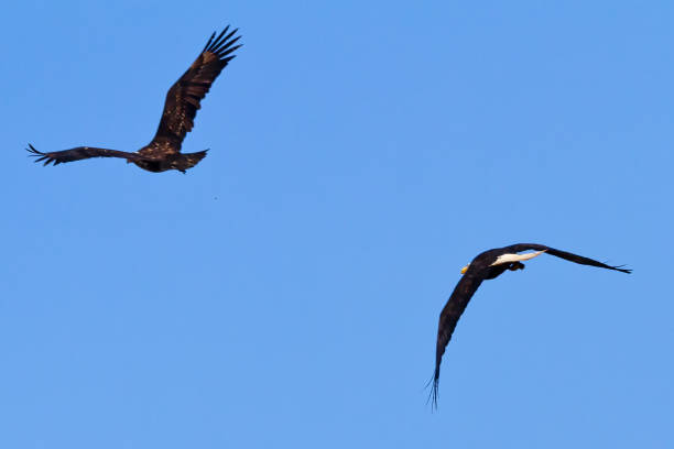 istock bald eagles chasing each other for food 1222460159