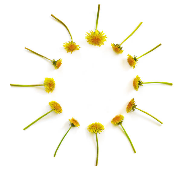 Flowers composition. Pattern made of yellow dandelions with leaves on white isolated background. Flat lay, top view, copy space concept.