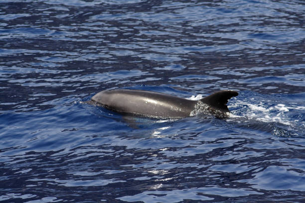 istock Dolphins at the Los Gigantes Cliffs in Tenerife 1222460964