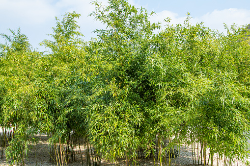 Bright green bamboo plants