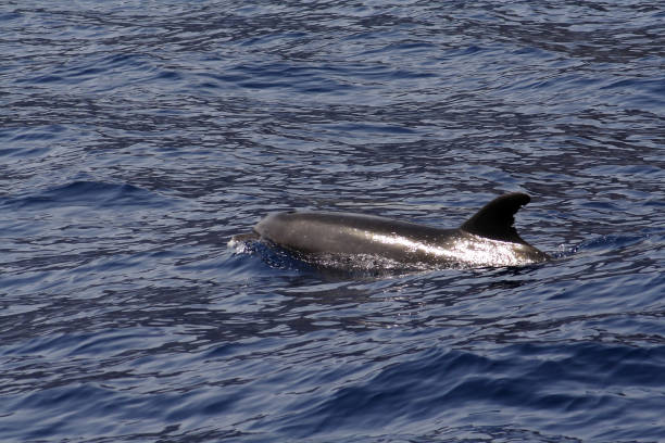 istock Dolphins at the Los Gigantes Cliffs in Tenerife 1222461460