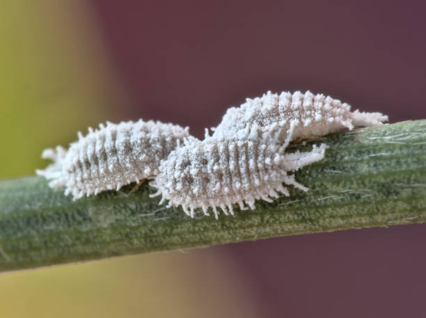 insecto cochinilla - photography north america cactus plant fotografías e imágenes de stock