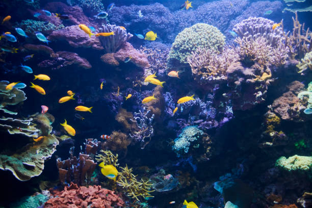istock Brightly colored fish in the vast ocean 1222462326