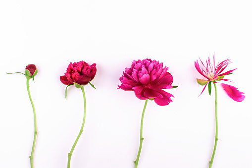 Different stages of blooming peony flower against white background. Creative summer composition with pink peony flowers. Flat lay, top view. Minimal.