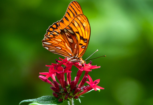 A Gulf Fritillary Butterfly on a Penta flower in a tropical garden.