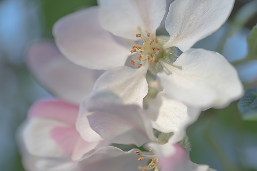 Close up of apple tree blossom.  Selective focus.  Belfast, Northern Ireland.