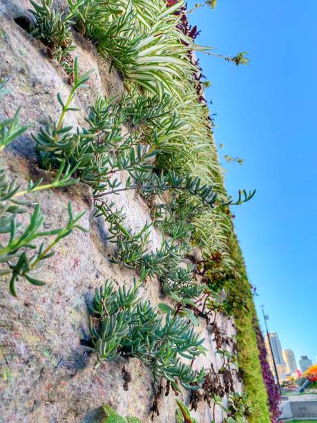 istock Vertical Garden in Buenos Aires Argentina 1222464646