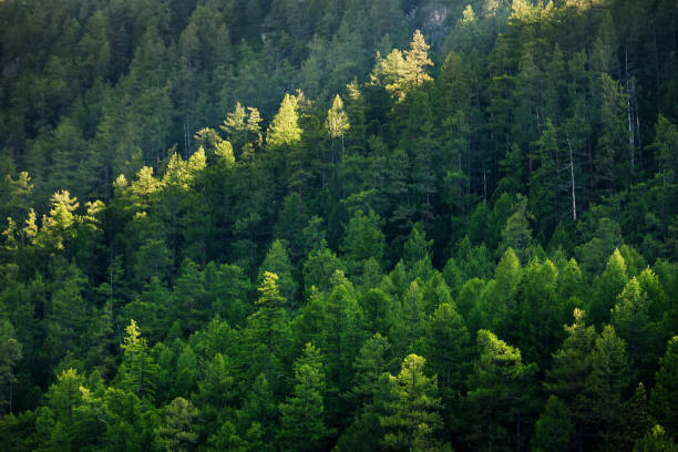 Bella foresta di conifere - foto stock