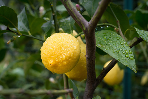 Fresh ripe lemons on a lemon tree branch under the rain