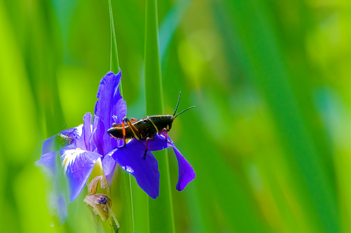 Black grasshopper on Vibrant purple blue and yellow lily flower