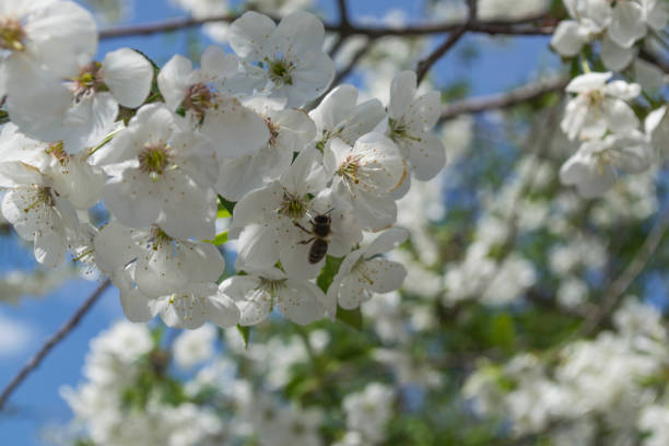 istock The blossom branches of tree in spring. 1222466869