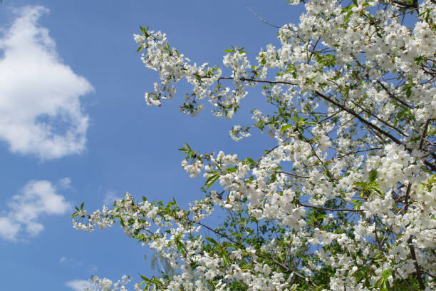 istock The blossom branches of tree in spring. 1222467505