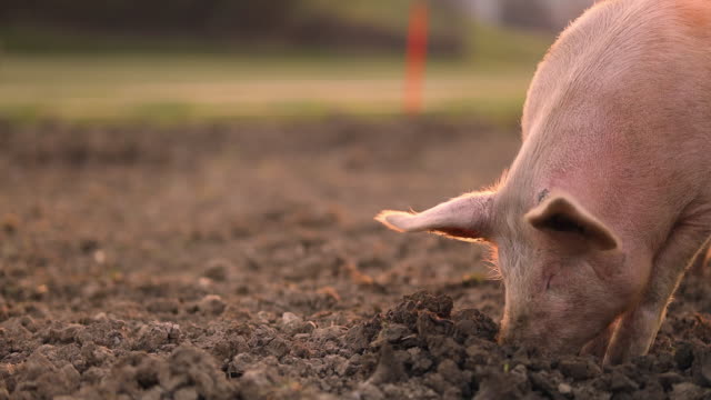 19,759 Pigs Stock Videos and Royalty-Free Footage - iStock | Pig farm, Pig  silhouette, Pig icon
