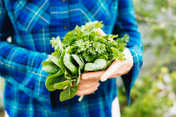 Woman's Hands holding a bouquet of parsley and sorrel in the garden