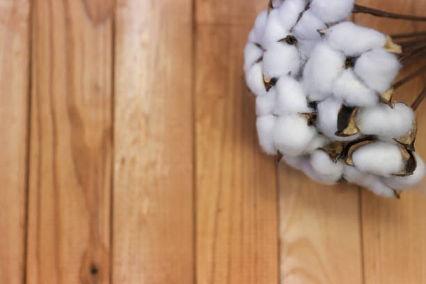 istock background with dry flowers of cotton 1222467706