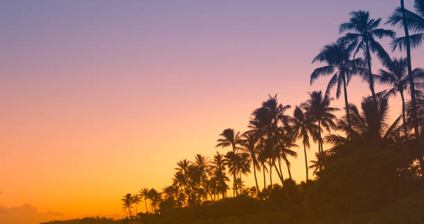 istock Beautiful sunset and palm trees on tropical beach 1222468022