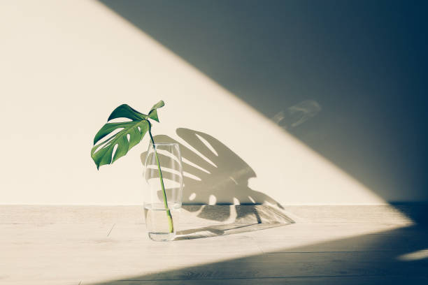 Small green leaf in a vase and shadow stock photo