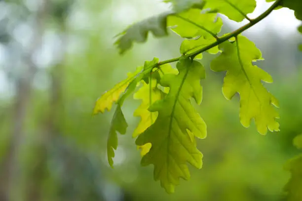 Green oak leaves. Smooth background.