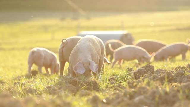 Free range domestic Pigs