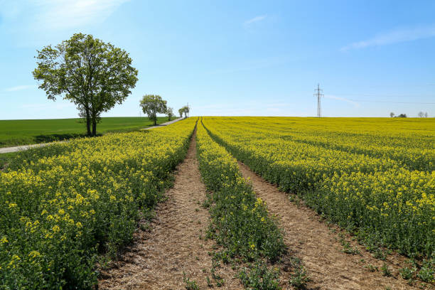 istock Spring landscape. Cultivated colorful raps field in Germany 1222470383