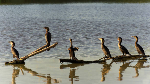 kormorane lachen über etwas über den see - crested cormorant stock-fotos und bilder