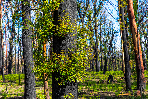 Lush green regrowth growing on burnt charcoal trees after forest fire in Australia