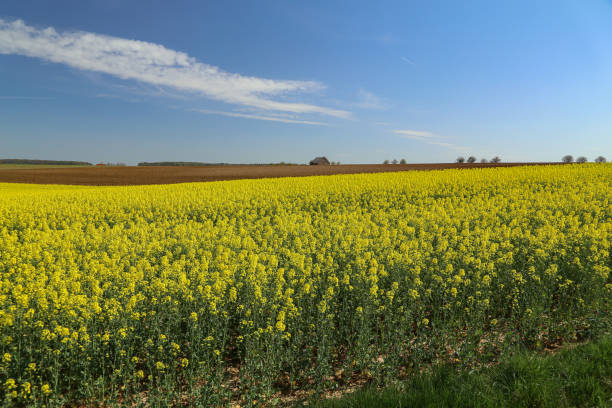 istock Raps Field - Cultivated colorful raps field in Germany. 1222472500
