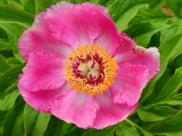istock Fresh newly unfurled peony flowers in spring 1222472610