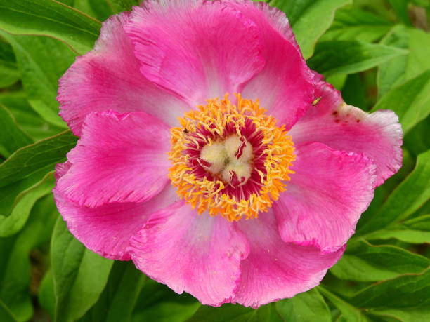 istock Fresh newly unfurled peony flowers in spring 1222472615