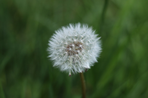 A dandelion seed head white round and fluffy