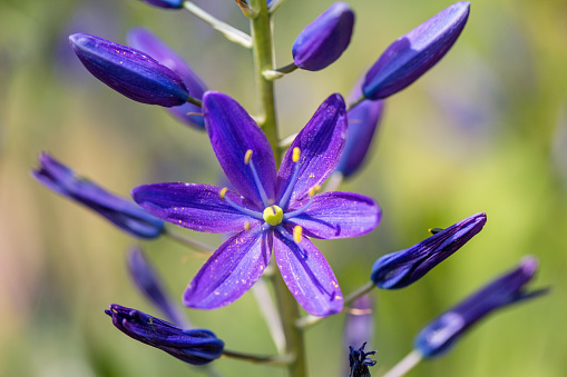 Close up of Blue Camas, part of the Garry Oak Ecosystem in Victoria, BC.