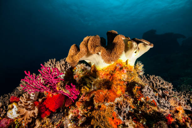 färgglada soft coral biologisk mångfald, komodo national park, indonesien - ascidiacea bildbanksfoton och bilder