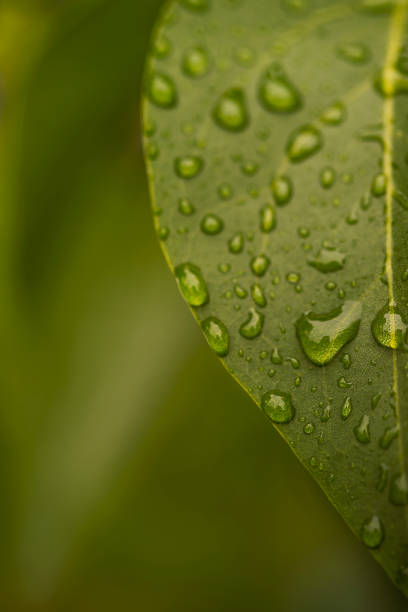 istock Raining Drops on fresh green leaf for nature background 1222472715