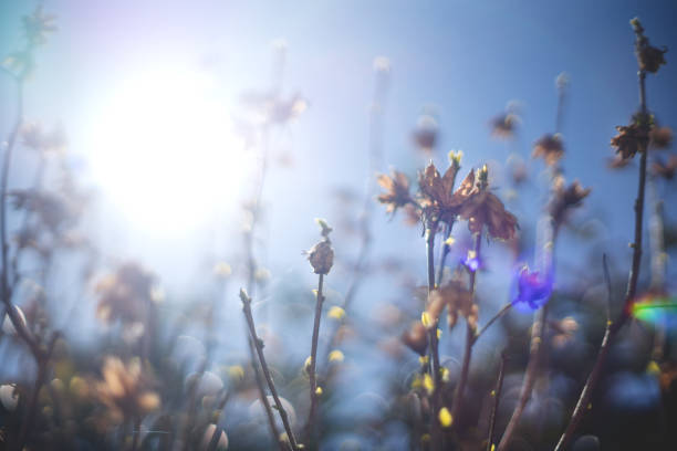 Blurred branches of bush with backlight, bokeh and lens flare during spring time