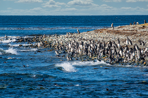 Large colony of Magellanic penguins (Spheniscus magellanicus) as Isla Magdalena Punta Arenas, Patagonia, Chile