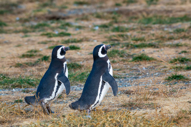 istock Magellanic penguins on Isla Magdalena, Patagonia 1222475902
