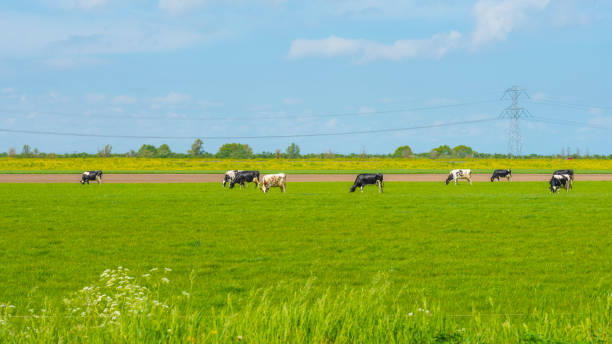 istock Cows in a green pasture along road and powerline below a blue cloudy sky in spring 1222476745