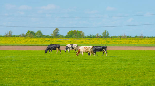 istock Cows in a green pasture along road and powerline below a blue cloudy sky in spring 1222476751