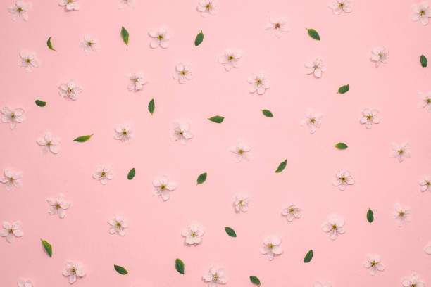 живой розовый пастельные фон из цветов весеннего цветения вишни, копирует пространство. натуральный цветочный каркасный фон. вид све рху, п� - cherry valentine стоковые фото и изображения