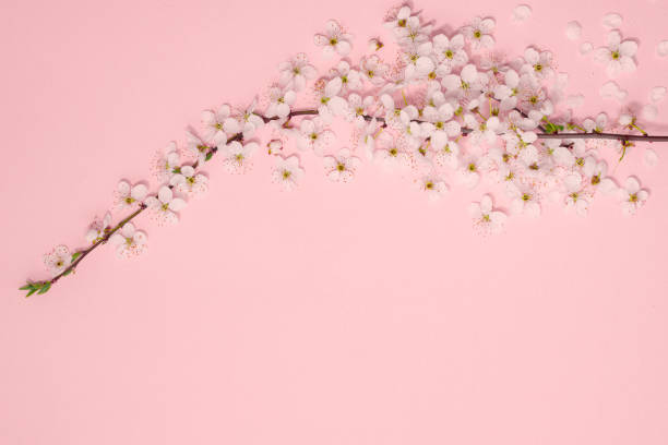 живой розовый пастельные фон из цветов весеннего цветения вишни, копирует пространство. натуральный цветочный каркасный фон. вид сверху, п� - cherry valentine стоковые фото и изображения