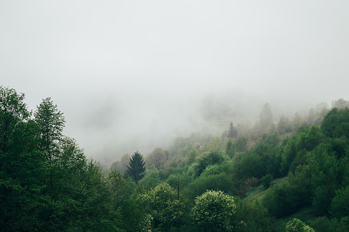 Forest covered with a fog early in the morning. Beautiful nature mountain scenery. Carpathian Mountains, Ukraine, Europe.