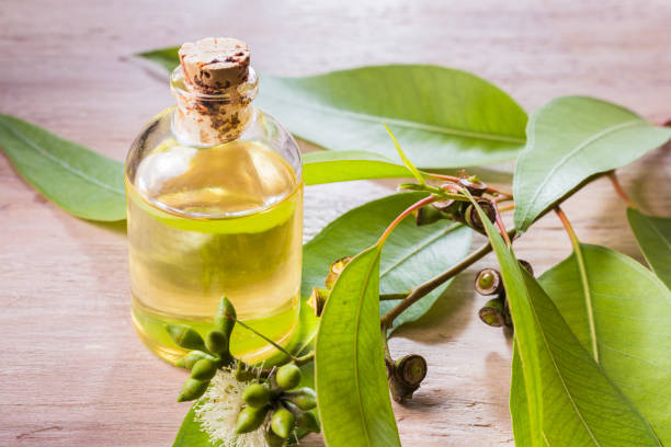 istock eucalyptus essential oil in bow 1222477741